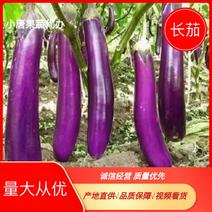 长茄湛江紫色长茄子一手货源产地直发欢迎进店选购
