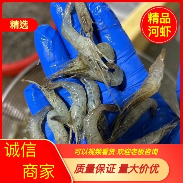 新鲜速冻小青虾冷冻河虾量大价优欢迎采购