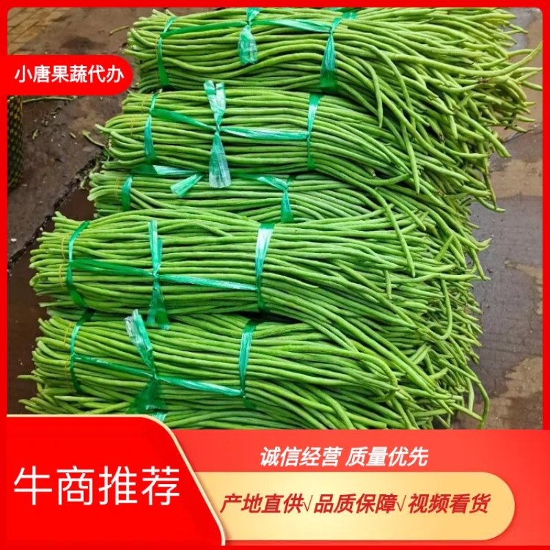 湛江豆角精品推荐广东豆角品质保证欢迎各位前来选购