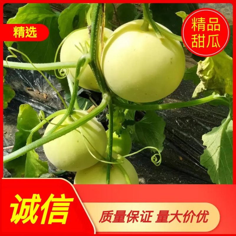陕西延安甜瓜又甜又脆一手货源代收代卖可视频看货