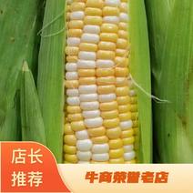 【甜玉米】湛江双色甜玉米颗粒饱满货源充足产地直发