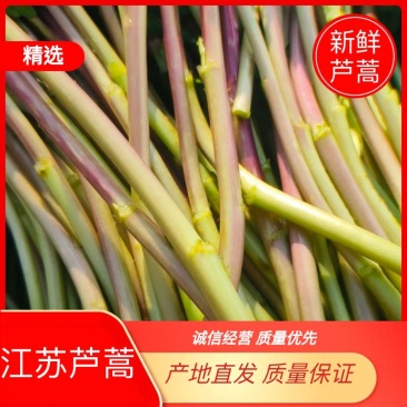 【精品】新鲜江苏芦蒿藜蒿红野芦蒿，白芦蒿带根青芦蒿