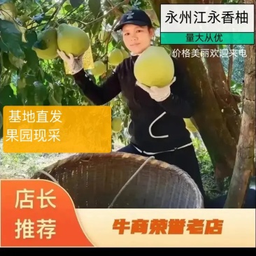 江永香柚大量上市皮薄多汁，施农家肥，农户家一手货源