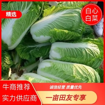宝鸡白菜品质保证诚信经营欢迎联系接商超市场电商