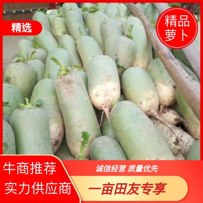 陕西青萝卜品质保证诚信经营欢迎联系接商超市场电商