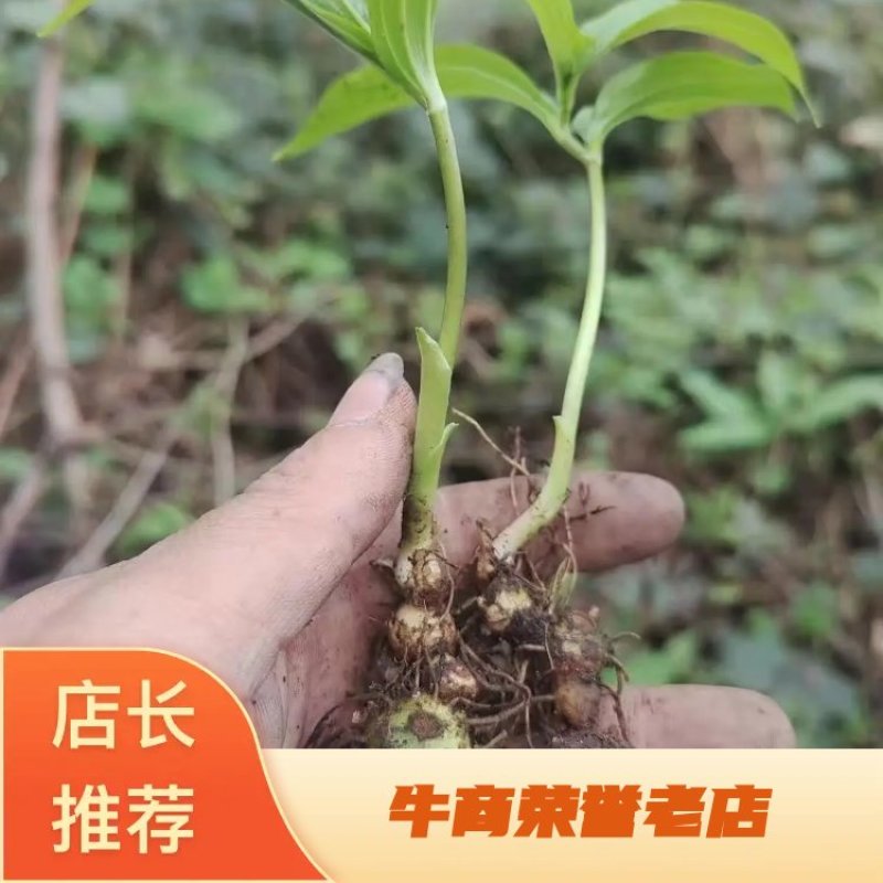 黄精种苗产量高成活率高价格优惠品质保证欢迎下单