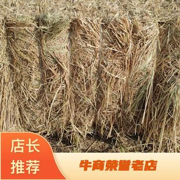 天津大捆长草基地直发品质保证量大从优品种保证可视频看货