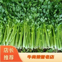山东潍坊大量供应芹菜香芹新鲜采摘可实地看货代收代发