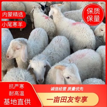 内蒙赤峰精品羊苗基地直供质量保障