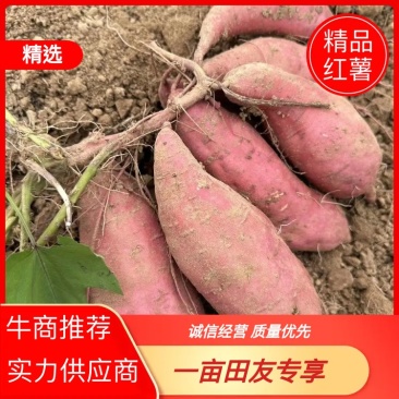 红薯江西优质淀粉红薯品类齐全量大从优欢迎老板选购