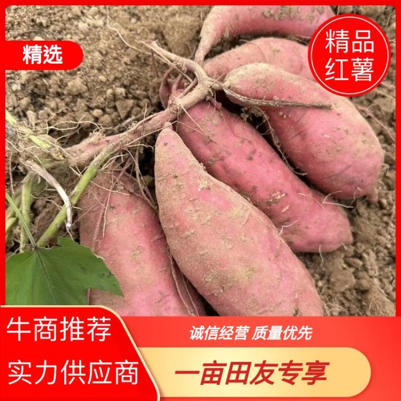 红薯江西优质淀粉红薯品类齐全量大从优欢迎老板选购