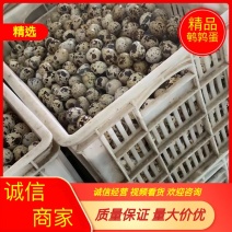 精品鹌鹑蛋质量保证量大价优视频欢迎咨询