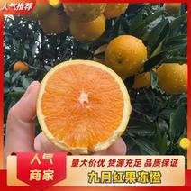[热卖]九月红果冻橙大量上市品质上乘支持视频看货欢迎来电