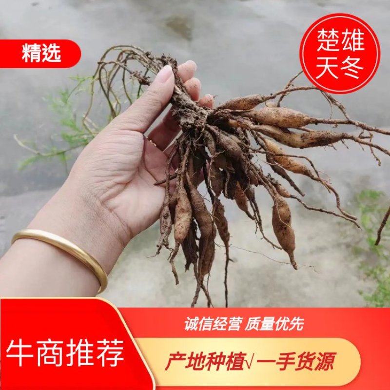 【天冬种苗】楚雄市天冬种苗百亩产地种植一手货源电联