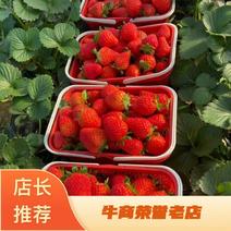 贵妃草莓🍓种植基地大量有货可现场欢迎老板