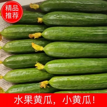 水果黄瓜，小黄瓜！