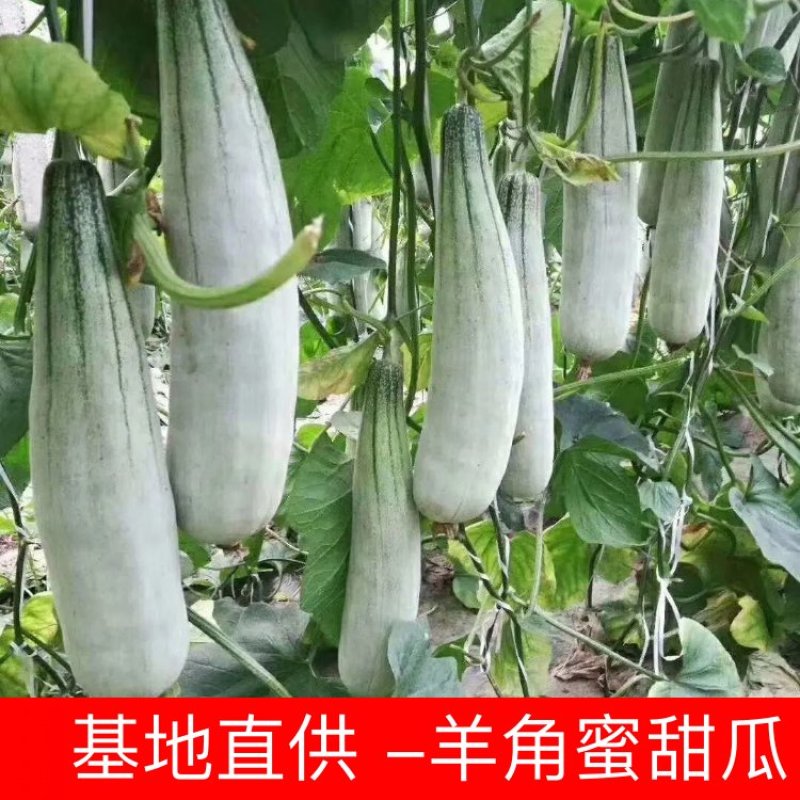 山东寿光羊角蜜大量供应价格便宜