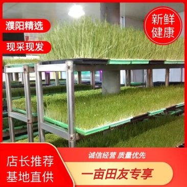 河南濮阳各种菜苗健康无农药品质保证量大从优