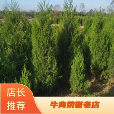 蜀桧基地，大量供应蜀桧，塔柏，龙柏，规格齐全价格便宜