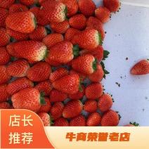 【双八草莓】双八奶油草莓代收代办，量大从优对接全国各地