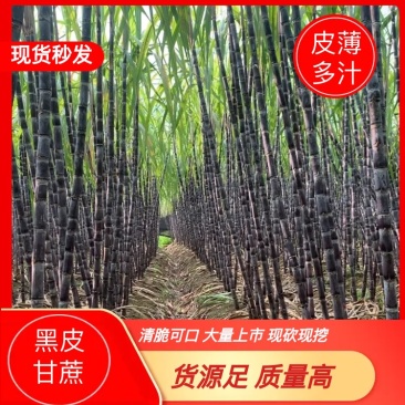 广西产地精品黑皮甘蔗，汁水足，口感甜，直供全国