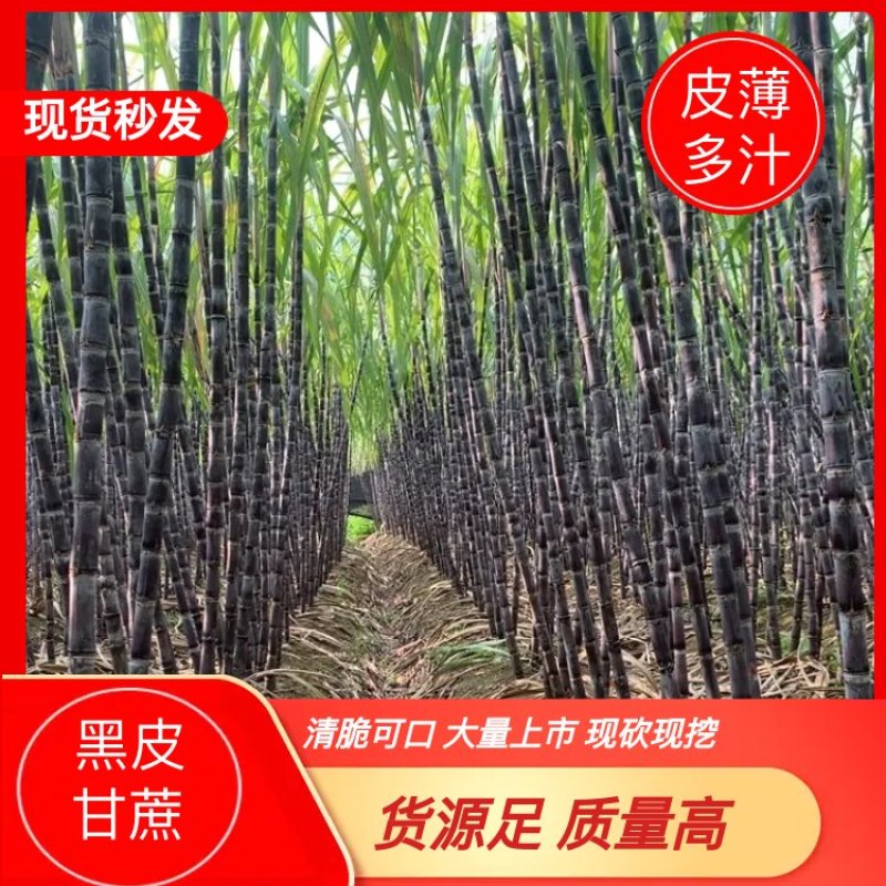 广西产地精品黑皮甘蔗，汁水足，口感甜，直供全国