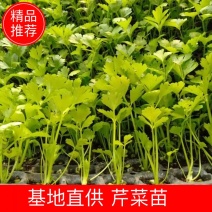 芹菜苗，抗病好植株长势好、生长势快15~20cm