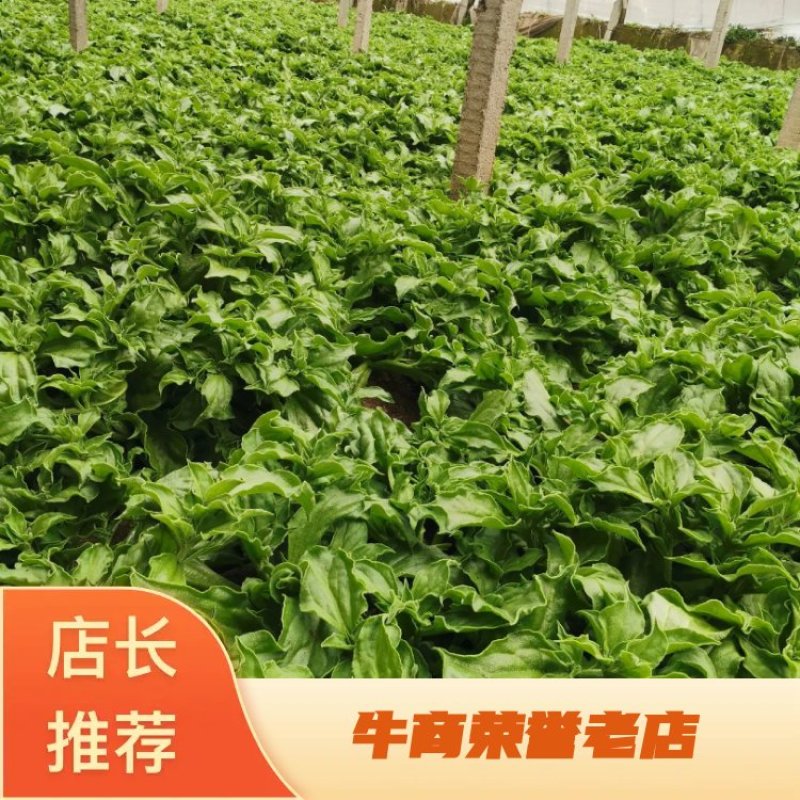 基地自产自销：头茬非洲冰草，冰菜产地供应，大量上市