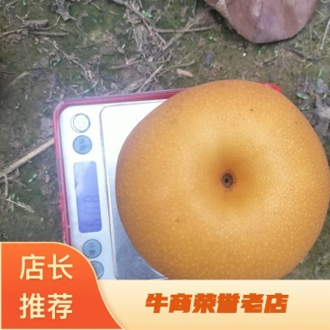 河南安阳内黄晚秋黄梨大量上市，品质保障可视频看货