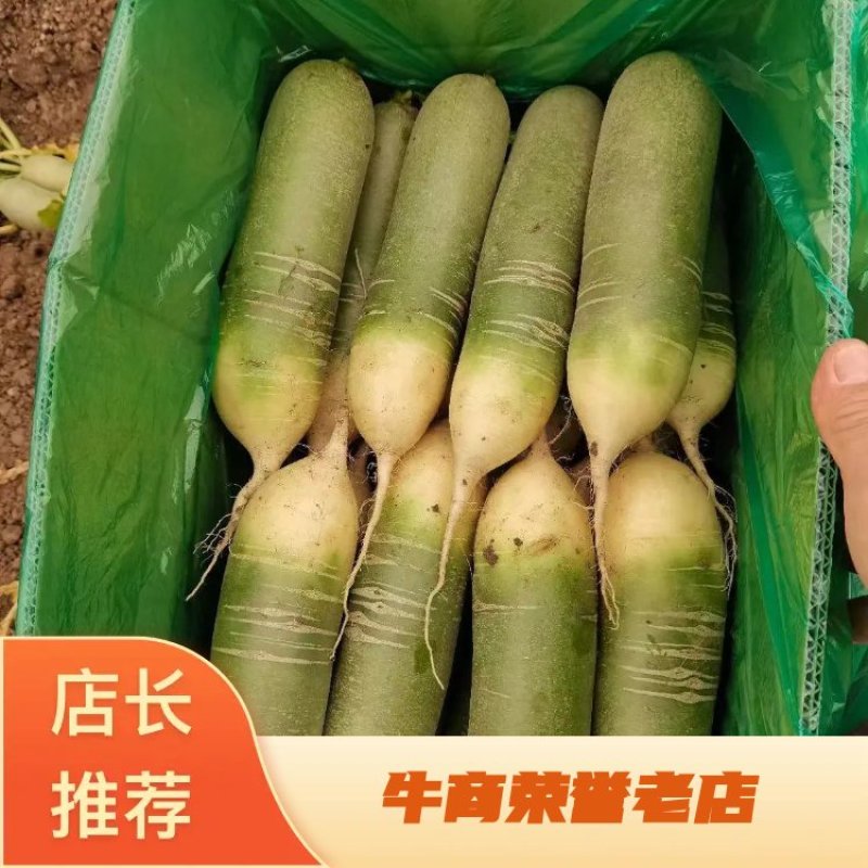 【荐】青岛莱西市精品水果青萝卜，基地现摘现发，保质保量