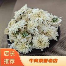 生烤北京菊朵花大量有货诚信经营品质保证欢迎老板