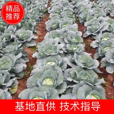 湖南甘蓝优质包菜，精品奥奇娜，万亩基地，一手资源基地直供