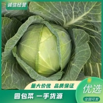 湖北宜昌精品圆包菜青甘蓝脆爽可口价格美丽产地直采来电