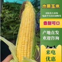 精品水果玉米颗粒饱满无虫皮绿枝江基地直供货源充足