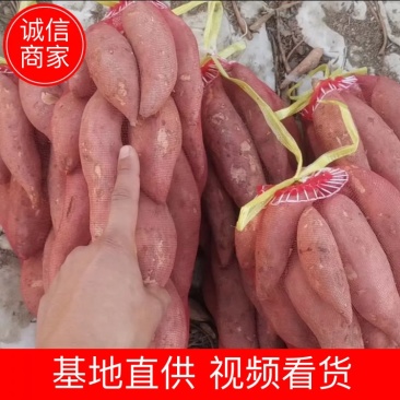 本人来自河北保定龙薯九，小红薯1-3两，沙地，长条，椭圆。