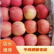高海沷寺河山苹果种植基地大量有货量大从优欢迎老板电话