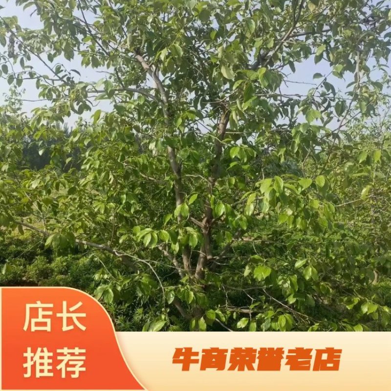 柿子树