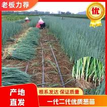 潍坊安丘钢葱苗铁杆大葱苗正月栽种7月上市包成活技术售后
