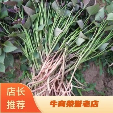 西瓜蜜，烤蜜薯苗白哈密板栗薯榴莲蜜薯紫美人