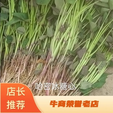 板栗薯红薯苗蜜薯红薯苗龙九西瓜蜜冰糖心哈密苗