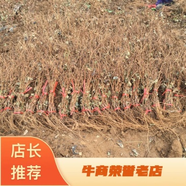 赤霞珠酿酒葡萄苗占地苗大规模占地苗欢迎参观基地交流经验