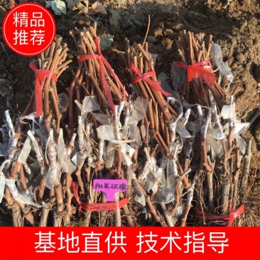 贝达夏黑嫁接阳光玫瑰葡萄树苗一年苗基地销售保质保纯度