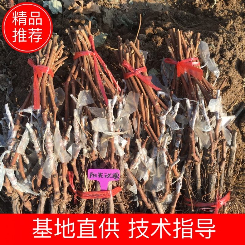 贝达夏黑嫁接阳光玫瑰葡萄树苗一年苗基地销售保质保纯度