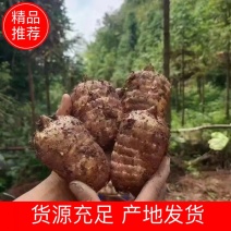 云南昭通小草坝野生天麻新鲜现挖批发电商代发货源充足