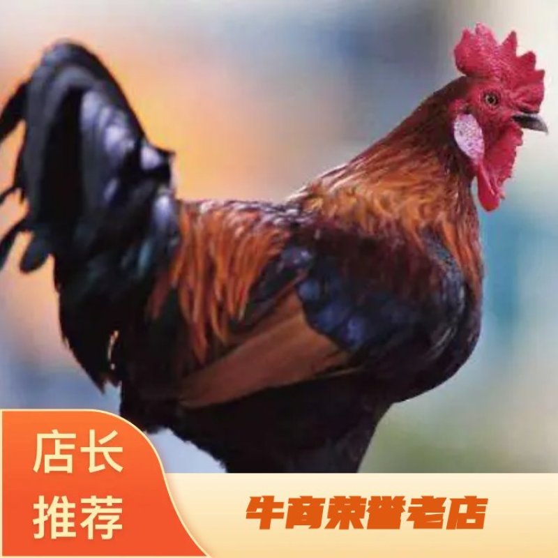大种鸡苗金陵花鸡鸡苗，存活率高，包运输包技术指导