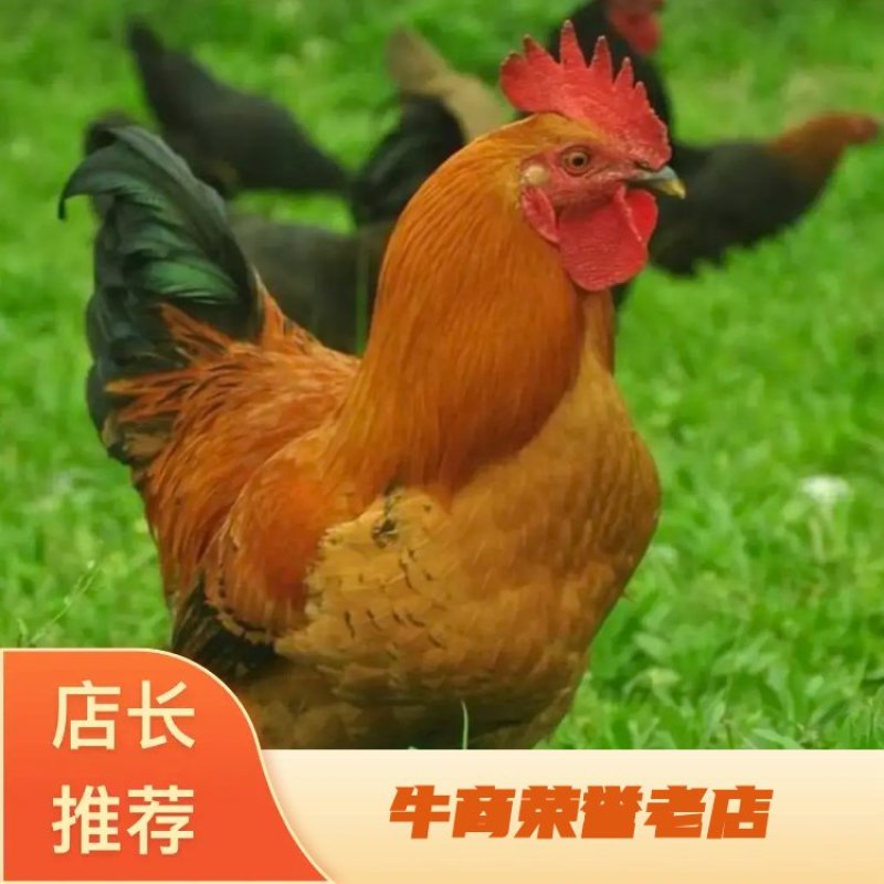 土鸡鸡苗，草鸡苗存活率高包运输，包疫苗，包技术指导