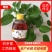 【树参蜜】江西蜂蜜农家自产纯度高，品质保证，价格美丽