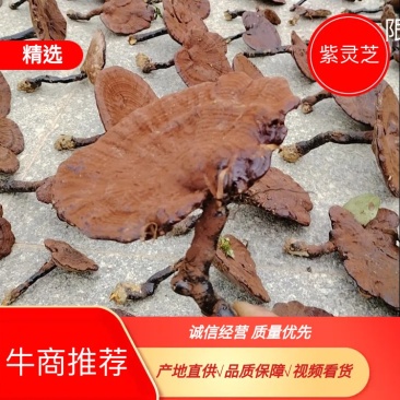 深山老林紫灵芝广西桂林一手货源产地直发欢迎电联