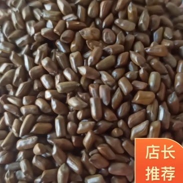 决明子炒决明子选可泡茶中药材批发决明子质量保证