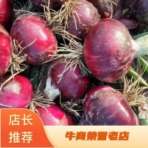 山东惠民二红洋葱出库80以上，一手货源，对接全国客商